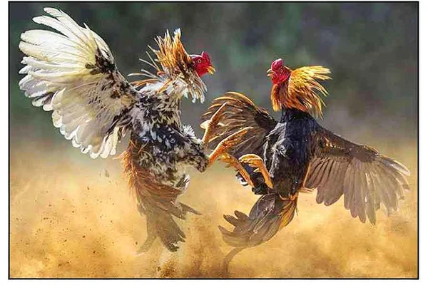 Traditional Derby Cockfighting Arena Wagering Patokbet